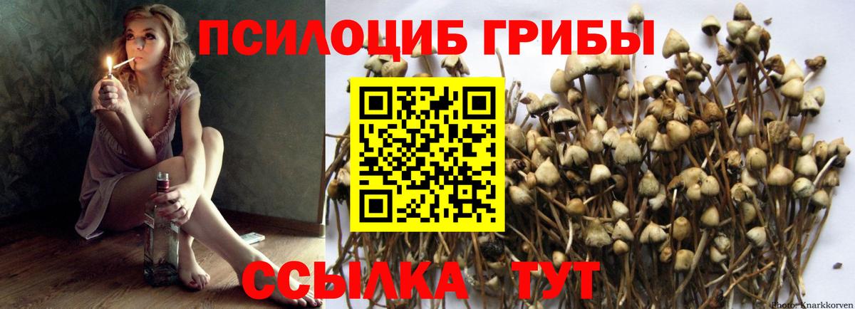 Карасук  Псилоцибиновые грибы GOLDEN TEACHER  Вход с VPN 